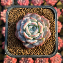 Echeveria 'Love' 1" Succulent Plant Cutting