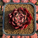 Echeveria 'Queens Back' 2" Succulent Plant Cutting