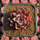 Echeveria 'Colorado' 1" Changhee Original Hybrid Succulent Plant Cutting