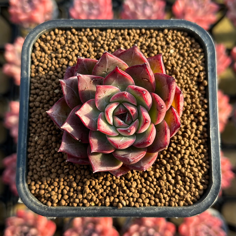 changhee succulent Echeveria 'Colorado' 1" Changhee Original Hybrid Succulent Plant Cutting