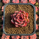 Echeveria 'Colorado' 1" Changhee Original Hybrid Succulent Plant Cutting