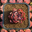 Echeveria 'Colorado' 1" Changhee Original Hybrid Succulent Plant Cutting
