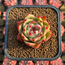 Echeveria 'Blue Dragon' Type A 1"-2" Succulent Plant Cutting