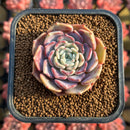 Echeveria 'Kiss Me' 2" Succulent Plant Cutting
