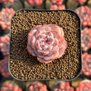 Echeveria sp. 1" Succulent Plant Cutting