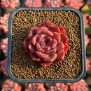 Echeveria 'Colorado' 1" Changhee Original Hybrid Succulent Plant Cutting