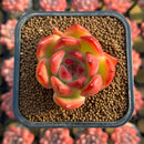 Echeveria Agavoides sp. 1" Succulent Plant Cutting