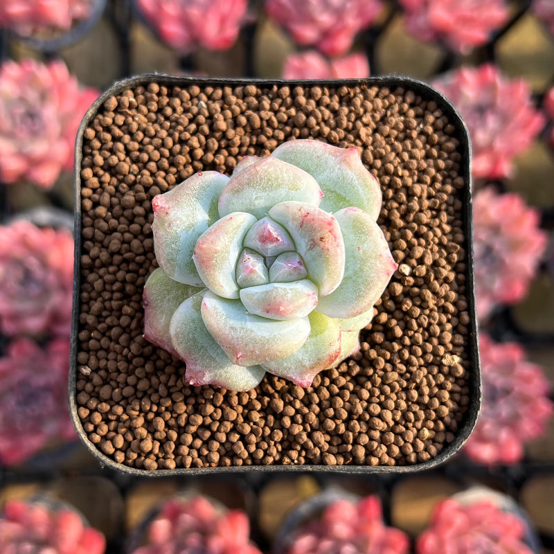mutated succulent Echeveria 'Icy Green' Mutated 1