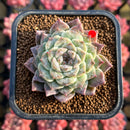 Echeveria 'Ruby Star' 2" New Hybrid Succulent Plant Cutting