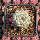 Echeveria 'Ruby Star' 2" New Hybrid Succulent Plant Cutting