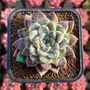 Echeveria 'Ruby Star' 2" New Hybrid Succulent Plant Cutting