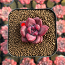 Pachyphytum 'Tivoli' 1" Succulent Plant Cutting