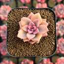Graptopetalum 'Armand' Variegated 1" Succulent Plant Cutting