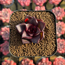 Echeveria 'Sky Lantern' 1" Succulent Plant Cutting