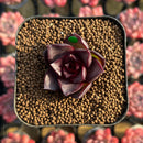 Echeveria 'Sky Lantern' 1" Succulent Plant Cutting