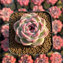 Echeveria 'Lavender Rose' 1"-2" Succulent Plant Cutting