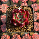 Echeveria Agavoides 'Red Jewelry' 1"-2" Succulent Plant Cutting