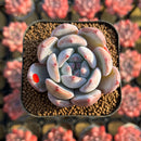 Echeveria 'Purple Look' 2" Succulent Plant Cutting
