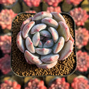 Echeveria 'Purple Look' 2" Succulent Plant Cutting