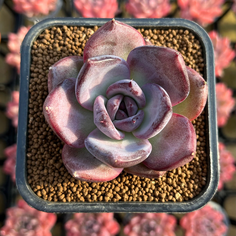 petal leaf succulent Echeveria 'Moila' 2" New Hybrid Wide Leaf Succulent Plant