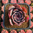 Echeveria 'Anything' 2" New Hybrid Succulent Plant Cutting