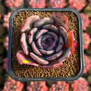 Echeveria 'Anything' 2" New Hybrid Succulent Plant Cutting