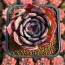 Echeveria 'Anything' 2" New Hybrid Succulent Plant Cutting