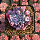 Echeveria 'Trumpet Pinky' 2" Succulent Plant Cutting