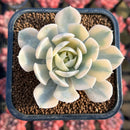 Echeveria Runyonii Variegated (Aka Echeveria 'Akaihosi' Variegated) 2" Succulent Plant Cutting
