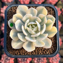 Echeveria Runyonii Variegated (Aka Echeveria 'Akaihosi' Variegated) 2" Succulent Plant Cutting