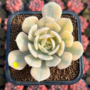 Echeveria Runyonii Variegated (Aka Echeveria 'Akaihosi' Variegated) 2" Succulent Plant Cutting