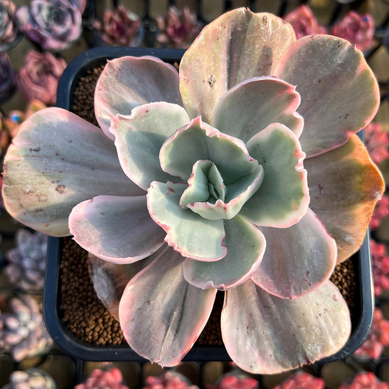 variegated ice plant succulent Echeveria sp. Variegated (Not E. 'Ice Age') 4"-5" Succulent Plant Cutting