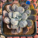 Echeveria 'Macaron' 3" Zusung Original Hybrid Succulent Plant Cutting