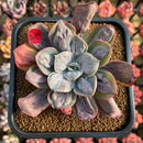 Echeveria 'Macaron' 3" Zusung Original Hybrid Succulent Plant Cutting