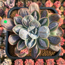 Echeveria 'Macaron' 3" Zusung Original Hybrid Succulent Plant Cutting