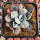 Echeveria 'Macaron' 3" Zusung Original Hybrid Succulent Plant Cutting