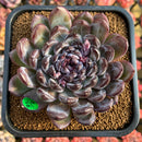 Echeveria 'Gemstone' 4" Succulent Plant Cutting