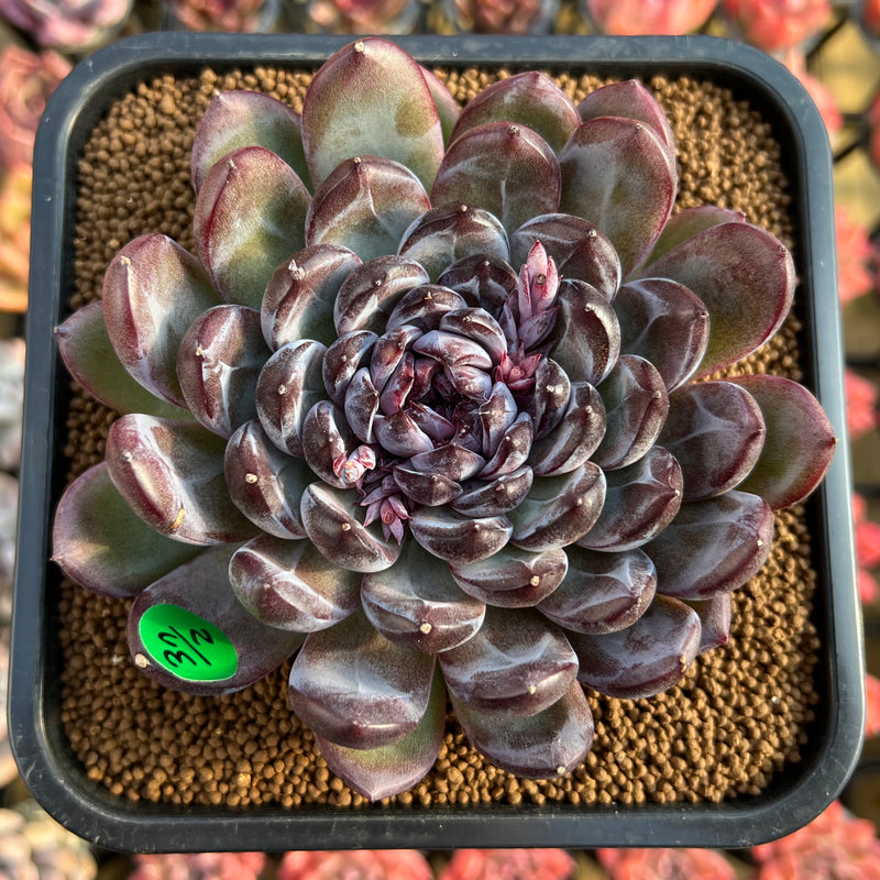 gemstone succulent Echeveria 'Gemstone' 4" Succulent Plant Cutting