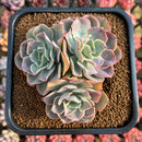 Echeveria 'Morning Light' 3" Cluster Succulent Plant Cutting