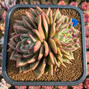 Echeveria 'Chanel' 4"-5" Extra Large Cluster Succulent Plant Cutting