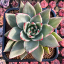 Echeveria Agavoides 'Maria' Variegated 4" Large Succulent Plant Cutting