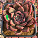 Echeveria Agavoides 'Lancome' 4" Large Succulent Plant Cutting