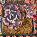 Echeveria 'Beyonce' Variegated 3" Cluster Succulent Plant Cutting