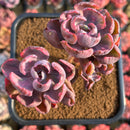 Echeveria 'Beyonce' Variegated 3" Cluster Succulent Plant Cutting