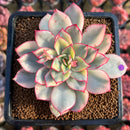Echeveria 'Esther' Variegated 3" Succulent Plant Cutting