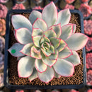 Echeveria 'Esther' Variegated 3" Succulent Plant Cutting