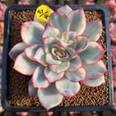 Echeveria 'Esther' Variegated 3" Succulent Plant Cutting