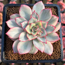 Echeveria 'Esther' Variegated 3" Succulent Plant Cutting
