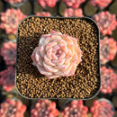 Echeveria 'Pure Love' 1" Changhee Original Hybrid Succulent Plant