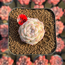 Echeveria 'Pure Love' 1" Changhee Original Hybrid Succulent Plant